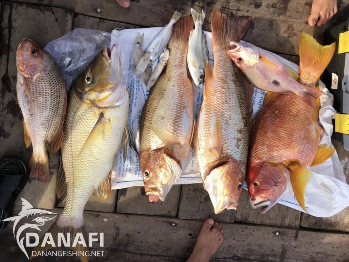 Tour Câu Cá Chuyên Nghiệp Biển Đà Nẵng